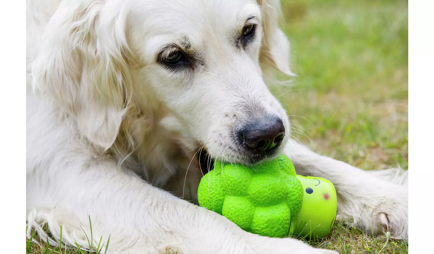 Petface Vegetable Pets 5 A Day Dog Toys